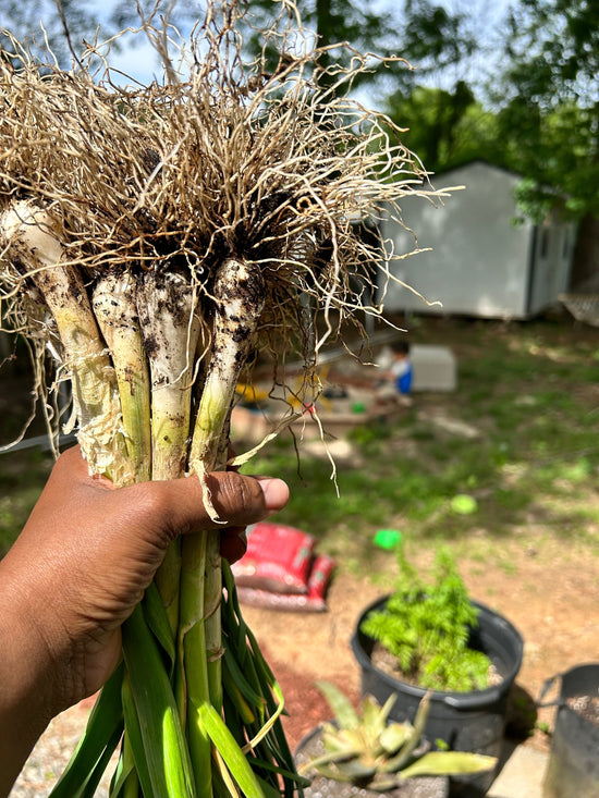 Black Economic Power through Collective Naturing: Our road to remembrance